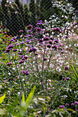 Verbena bonariensis - Patagonian Vervain with Gaura