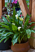 Zantedeschia aethiopica - Room Calla