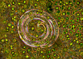 Nematode among green algae, light micrograph