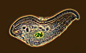 Loxophyllum ciliate protozoa, light micrograph