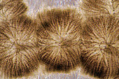 Batrachospermum red algae, light micrograph