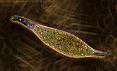 Amphileptus sp. ciliate, light micrograph