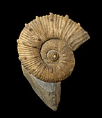 Kutatisites sp. ammonite fossil
