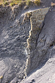 Marly limestone in Albian blue marls of Sisteron, France