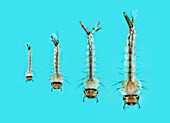 Culex quinquefasciatus mosquito larvae