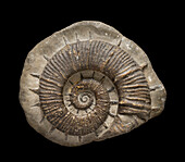Crioceras majoricensis ammonite fossil