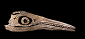 Ichthyosaur skull