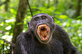 Eastern chimpanzee baring its teeth