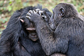 Eastern chimpanzees grooming each other