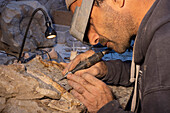 Palaeontologist preparing fossils