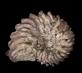 Hoplites dentatus ammonite fossil