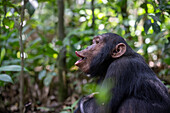 Eastern chimpanzee