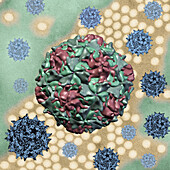 Polio virus, composite image