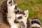 Parent and young ring-tailed lemur