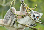 Ring-tailed lemur climbing in tree in captivity