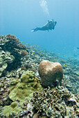 Diver close by to brain coral