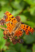Comma butterfly feeding on ripe bramble
