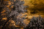 Ash tree (Fraxinus excelsior), infrared image