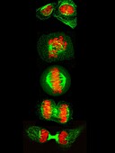 Stages of cell division, light micrograph