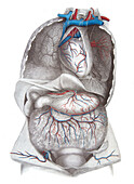 Thorax and abdomen, illustration