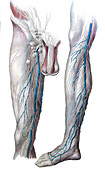 Lymphatics and veins of the leg, illustration