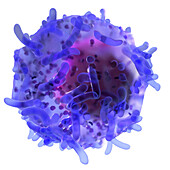 Natural killer cell, illustration