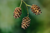 Common alder (Alnus glutinosa)