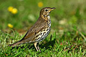 Songthrush foraging in a field