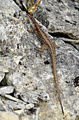 Wall lizard basking on stone
