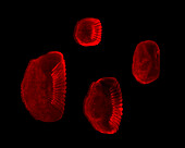 Scale variation in Tropheops fish