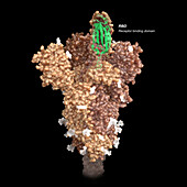 Sars-CoV-2 spike protein in open state, illustration