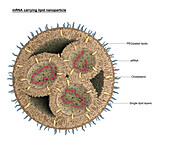 Lipid nanoparticle, illustration