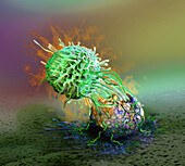 Natural killer cell attacking a cancer cell, illustration
