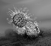 Natural killer cell attacking a cancer cell, illustration