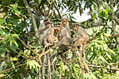 Bonnet macaques