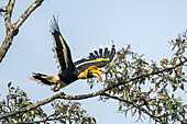 Great hornbill