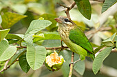 Lineated barbet