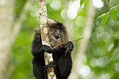 Lion tailed macaque