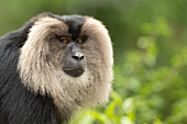 Lion tailed macaque