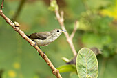 Pale billed flowerpecker