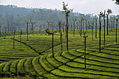 Tea plantation, Valparai, Tamil Nadu, India