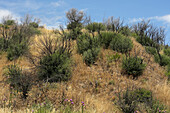 Regrowth 1 year after 2021 wildfires.