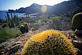 Endemic giant barrel cactus