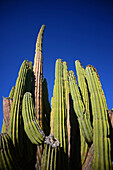 Large Mexican giant cardon cactus