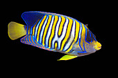 Regal angelfish