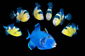 Adult blue triggerfish and juveniles