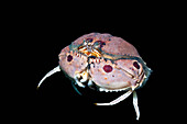 Box crab