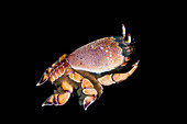 Spanner crab