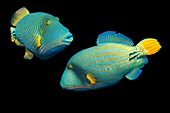 Orangestriped triggerfish