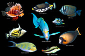 Tropical reef fish, composite image
